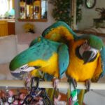dsc00099_250x187-2-macaws-150x150